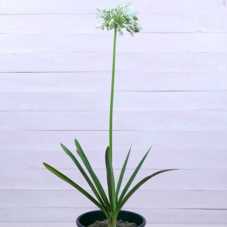 Agapanthus africanus