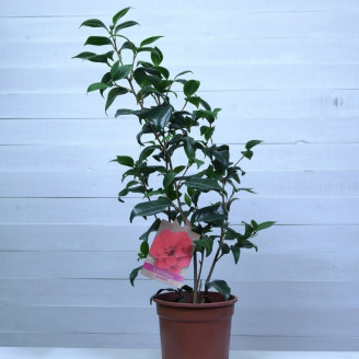 Camelia japonica