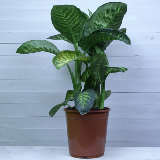 Dieffenbachia