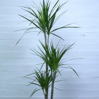 Dracaena marginata