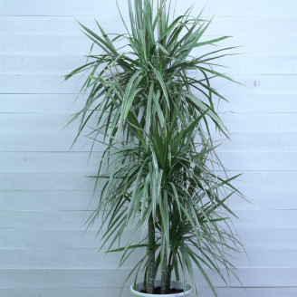 Dracaena marginata 'Bicolor'