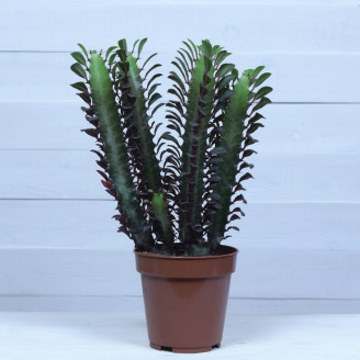 Euphorbia trigona