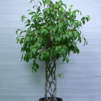 Ficus benjamina 'Exotica'...