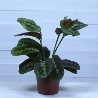 Maranta leuconeura...