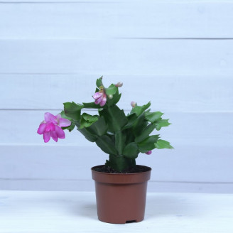 Schlumbergera truncata