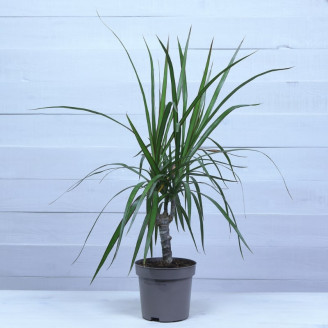 Dracaena marginata