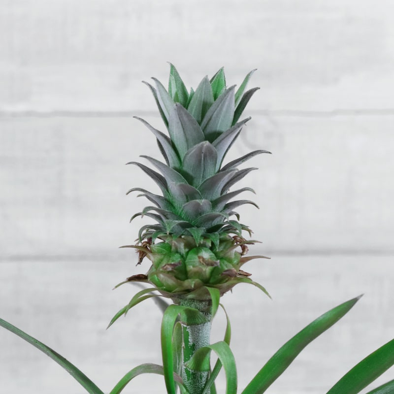 Ananas candido