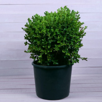 Buxus sempervirens...