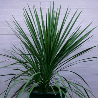 Cordyline indivisa