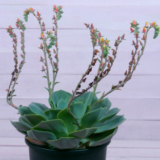 Echeveria peacockii