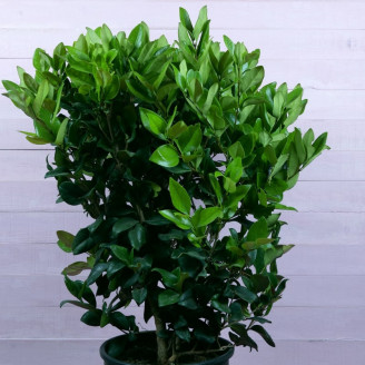 Ligustrum japonicum 'Texanum'