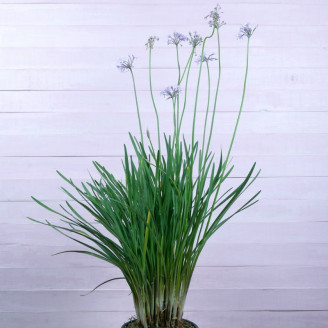 Tulbaghia violacea 'Variegata'