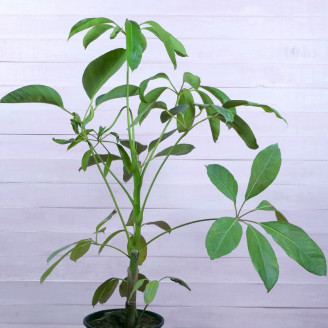 Schefflera actinophylla