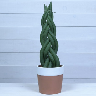 Sansevieria cylindrica