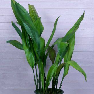 Aspidistra elatior