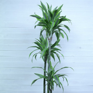 Dracaena marginata