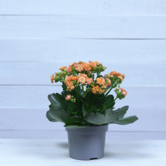 Kalanchoe blossfeldiana INT...