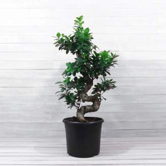 Ficus microcarpa 'Ginseng'