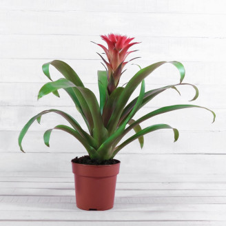 Bromelia