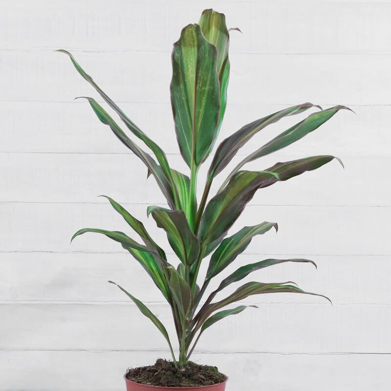 Arbre De Jade Cordyline Fruticosa "Kiwi" Épinard Hawaïen Pour La Maison Ou Le Bureau (de 30 à 40 Cm Pot Inclus Bananier Extérieur