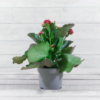 Kalanchoe blossfeldiana INT...