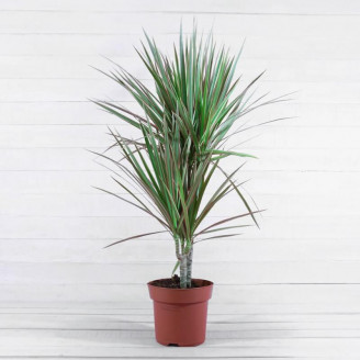 Dracaena marginata 'Bicolor'