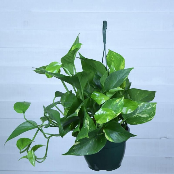 Epipremnum aureum
