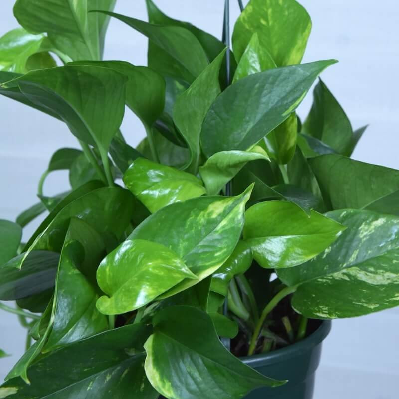 Epipremnum aureum