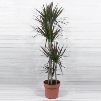 Dracaena marginata 'Magenta'