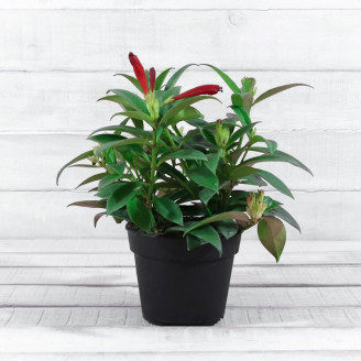 Aeschynanthus pulcher 'Mona...