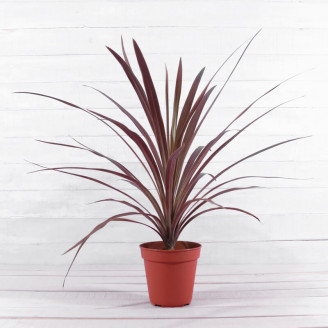 Cordyline australis 'Red Star'