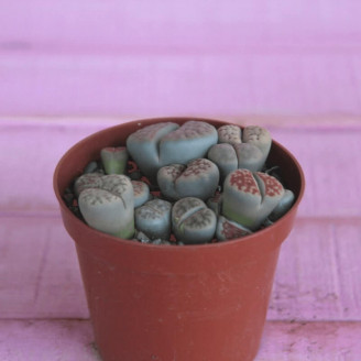 Lithops