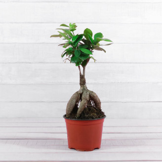 Ficus microcarpa 'Ginseng'