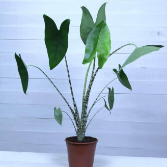 Alocasia zebrina