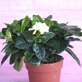 Gardenia jasminoides