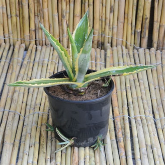 Agave americana 'Marginata'