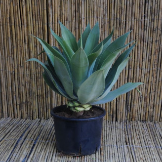 Agave attenuata