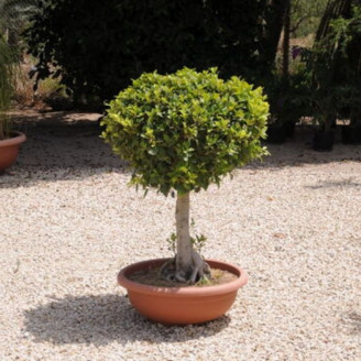Ficus malaga Bonsai