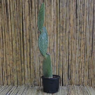 Opuntia ficus-indica