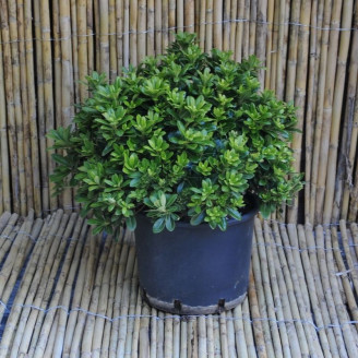 Pittosporum tobira 'Nanum'