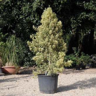 Ficus benjamina 'Exotica'