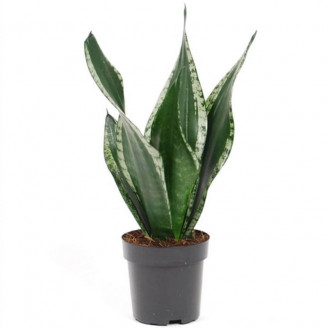 Sansevieria trifasciata...