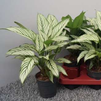 Calathea vittata