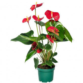 Anthurium andreanum 'Oklahoma'