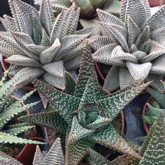 Haworthia fasciata