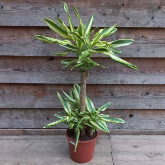 Dracaena fragrans 'Golden...