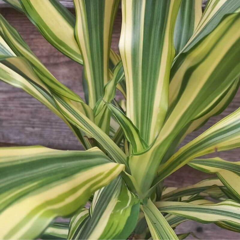 Dracaena Golden Coast