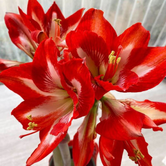 Amaryllis