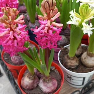 Hyacinthus