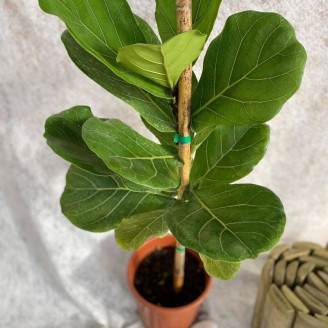 Ficus lyrata